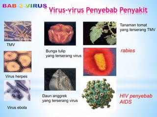 *Virus-virus Penyebab Penyakit
TMV
Virus herpes
Virus ebola
Bunga tulip
yang terserang virus
Daun anggrek
yang terserang virus
Tanaman tomat
yang terserang TMV
rabies
HIV penyebab
AIDS
 
