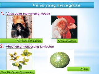 1. Virus yang menyerang hewan
Foot and Mouth Disease Newcastle Disease
2. Virus yang menyerang tumbuhan
Tristeza
Citrus Vein Phloem Degeneration
 