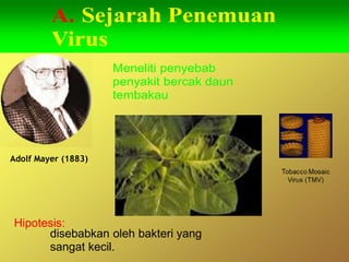 Adolf Mayer (1883)
Meneliti penyebab
penyakit bercak daun
tembakau
A. Sejarah Penemuan
Virus
Hipotesis:
disebabkan oleh bakteri yang
sangat kecil.
 