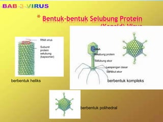 * Bentuk-bentuk Selubung Protein
(Kapsid) Virus
berbentuk heliks berbentuk kompleks
berbentuk polihedral
RNA virus
Subunit
protein
selubung
(kapsomer)
DNA
Selubung protein
Selubung ekor
Lempengan dasar
Serabut ekor
 
