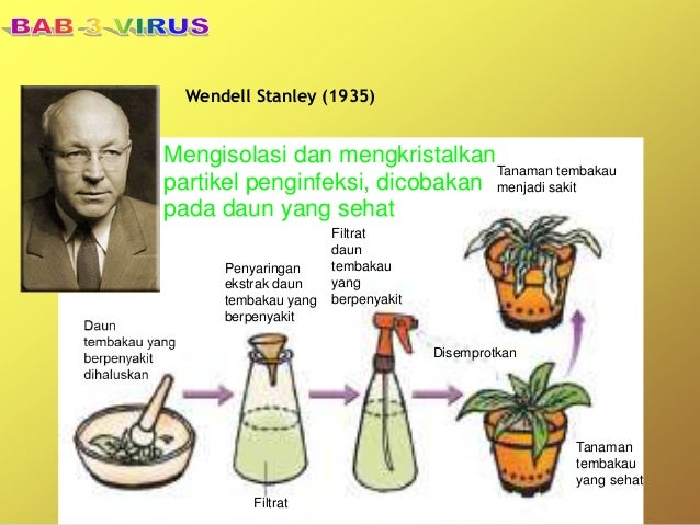 Sejarah Penemuan Virus Menurut Adolf Meyer - Seputar Sejarah