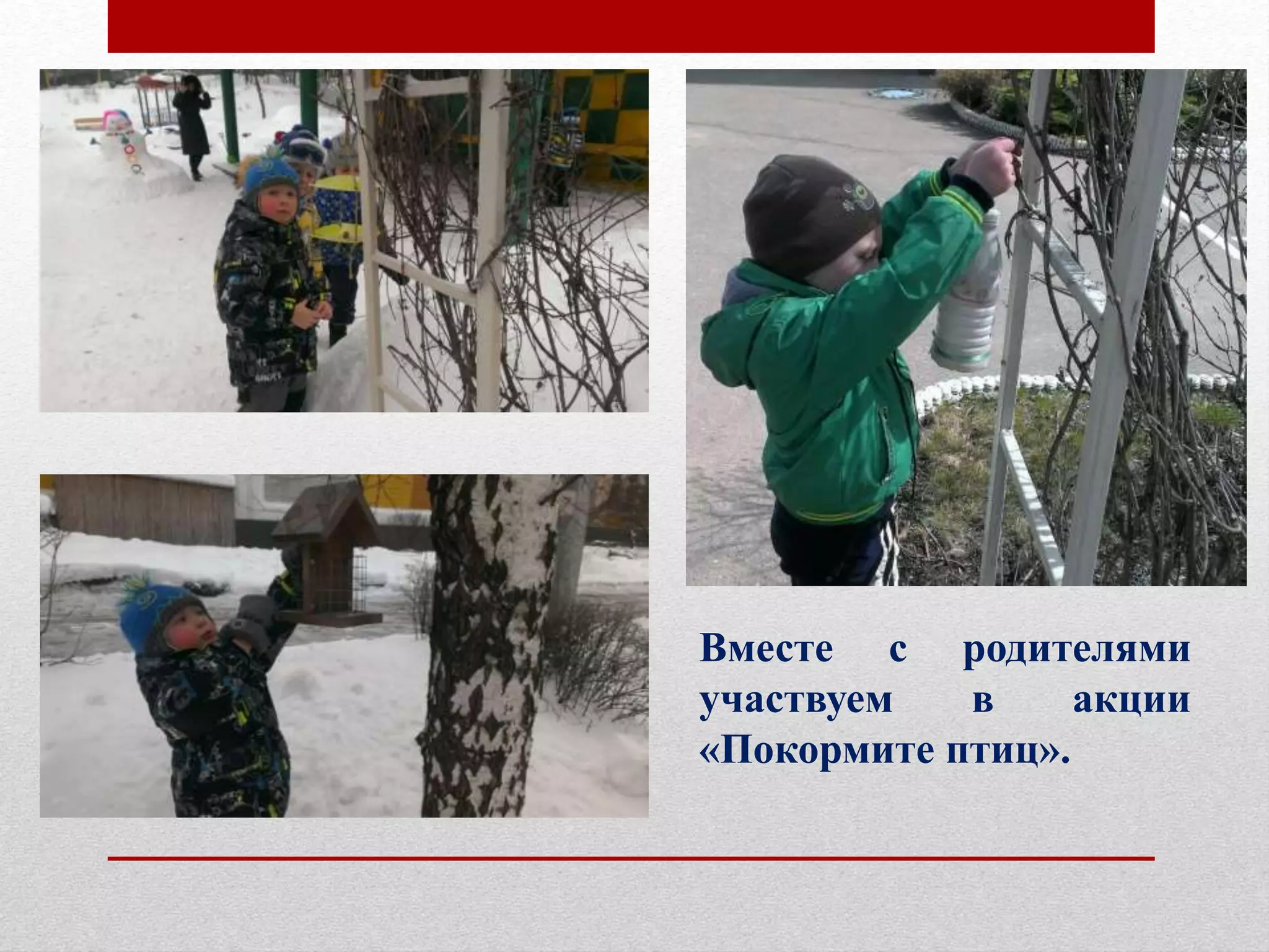 Вместе с родителями
участвуем в акции
«Покормите птиц».
 