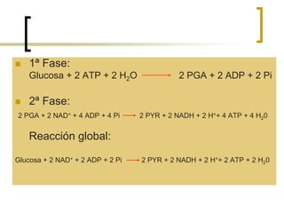  1ª Fase:
Glucosa + 2 ATP + 2 H2O 2 PGA + 2 ADP + 2 Pi
 2ª Fase:
2 PGA + 2 NAD+ + 4 ADP + 4 Pi 2 PYR + 2 NADH + 2 H++ 4 ATP + 4 H20
Reacción global:
Glucosa + 2 NAD+ + 2 ADP + 2 Pi 2 PYR + 2 NADH + 2 H++ 2 ATP + 2 H20
 