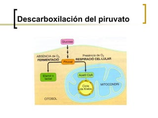 Descarboxilación del piruvato
 