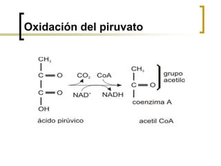 Oxidación del piruvato
 