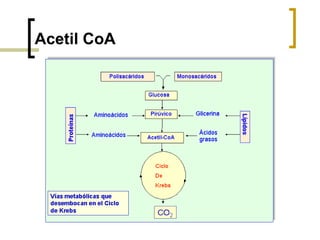 Acetil CoA
 