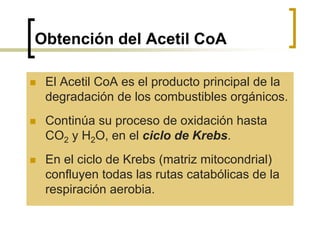 Obtención del Acetil CoA
 El Acetil CoA es el producto principal de la
degradación de los combustibles orgánicos.
 Continúa su proceso de oxidación hasta
CO2 y H2O, en el ciclo de Krebs.
 En el ciclo de Krebs (matriz mitocondrial)
confluyen todas las rutas catabólicas de la
respiración aerobia.
 