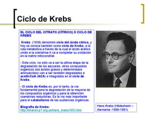 Ciclo de Krebs
 