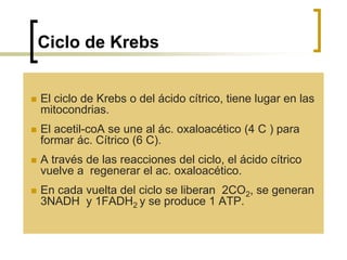 Ciclo de Krebs
 El ciclo de Krebs o del ácido cítrico, tiene
lugar en las mitocondrias.
 El acetil-coA se une al ác. oxaloacético (4 C )
para formar ác. Cítrico (6 C).
 A través de las reacciones del ciclo, el ácido
cítrico vuelve a regenerar el ac. oxaloacético.
 En cada vuelta del ciclo se liberan 2CO2, se
generan 3NADH y 1FADH2 y se produce 1
ATP.
 