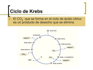 Ciclo de Krebs
 El CO2 que se forma en el ciclo de ácido cítrico
es un producto de desecho que se elimina.
 