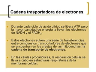 Cadena trasportadora de electrones
 Durante cada ciclo de ácido cítrico se libera ATP pero
la mayor cantidad de energía la llevan los electrones
de NADH y el FADH2.
 Estos electrones sufren una serie de transferencias
entre compuestos transportadores de electrones que
se encuentran en las crestas de las mitocondrias: la
cadena de transporte de electrones.
 En las células procarióticas, la respiración celular se
lleva a cabo en estructuras respiratorias de la
membrana celular.
 