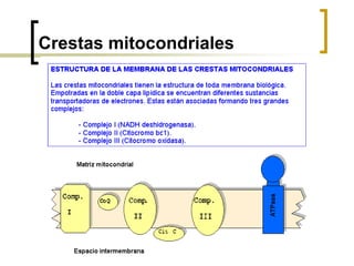 Crestas mitocondriales
 