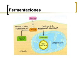 Fermentaciones
 