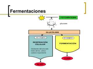 Fermentaciones
 
