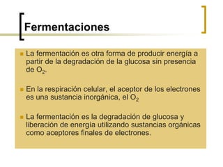 Fermentaciones
 La fermentación es otra forma de producir energía a
partir de la degradación de la glucosa sin presencia
de O2.
 En la respiración celular, el aceptor de los electrones
es una sustancia inorgánica, el O2
 La fermentación es la degradación de glucosa y
liberación de energía utilizando sustancias orgánicas
como aceptores finales de electrones.
 