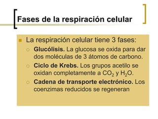 Fases de la respiración celular
 La respiración celular tiene 3 fases:
 Glucólisis. La glucosa se oxida para dar
dos moléculas de 3 átomos de carbono.
 Ciclo de Krebs. Los grupos acetilo se
oxidan completamente a CO2 y H2O.
 Cadena de transporte electrónico. Los
coenzimas reducidos se regeneran
 