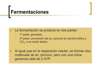 Fermentaciones
 La fermentación se produce en dos partes:
 1ª parte: glucólisis.
 2ª parte: conversión del ác. pirúvico en alcohol etílico y
CO2, o en ácido láctico.
 Al igual que en la respiración celular, se forman dos
moléculas de ác. pirúvico, pero con una única
ganancia neta de 2 ATP.
 