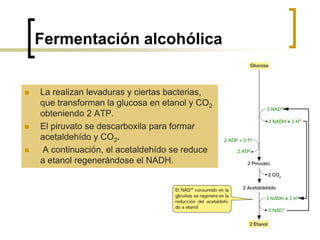 Fermentación alcohólica
 La realizan levaduras y ciertas bacterias,
que transforman la glucosa en etanol y CO2
obteniendo 2 ATP.
 El piruvato se descarboxila para formar
acetaldehído y CO2.
 A continuación, el acetaldehído se reduce
a etanol regenerándose el NADH.
 