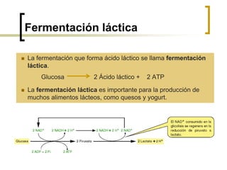 Fermentación láctica
 La fermentación que forma ácido láctico se llama fermentación
láctica.
Glucosa 2 Ácido láctico + 2 ATP
 La fermentación láctica es importante para la producción de
muchos alimentos lácteos, como quesos y yogurt.
 