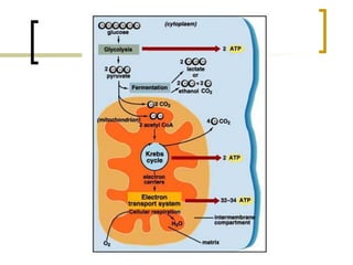 Respiración celular 1º BAT