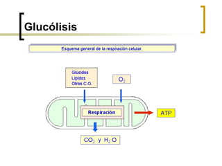 Glucólisis
 