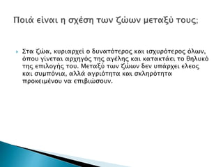  Στα ζώα, κυριαρχεί ο δυνατότερος και ισχυρότερος όλων,
όπου γίνεται αρχηγός της αγέλης και κατακτάει το θηλυκό
της επιλογής του. Μεταξύ των ζώων δεν υπάρχει ελεος
και συμπόνια, αλλά αγριότητα και σκληρότητα
προκειμένου να επιβιώσουν.
 