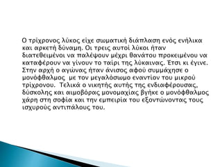 Ο τρίχρονος λύκος είχε σωματική διάπλαση ενός ενήλικα
και αρκετή δύναμη. Οι τρεις αυτοί λύκοι ήταν
διατεθειμένοι να παλέψουν μέχρι θανάτου προκειμένου να
καταφέρουν να γίνουν το ταίρι της λύκαινας. Έτσι κι έγινε.
Στην αρχή ο αγώνας ήταν άνισος αφού συμμάχησε ο
μονόφθαλμος με τον μεγαλόσωμο εναντίον του μικρού
τρίχρονου. Τελικά ο νικητής αυτής της ενδιαφέρουσας,
δύσκολης και αιμοβόρας μονομαχίας βγήκε ο μονόφθαλμος
χάρη στη σοφία και την εμπειρία του εξοντώνοντας τους
ισχυρούς αντιπάλους του.
 