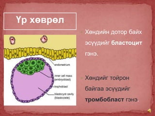 Үр хөврөл
 Хөндийн дотор байх
эсүүдийг бластоцит
гэнэ.
 Хөндийг тойрон
байгаа эсүүдийг
тромбобласт гэнэ.
 
