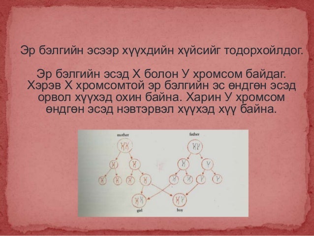 2. Овуляци, үр тогтолт ба үр хөврөл