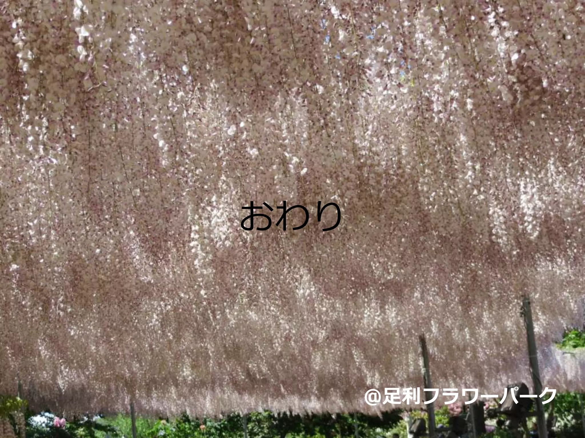 おわり
@足利フラワーパーク
 