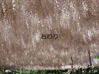 おわり
@足利フラワーパーク
 