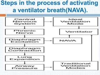 Steps in the process of activating
a ventilator breath(NAVA).
 