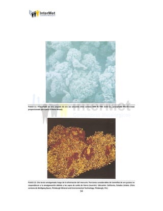 34
PLACA 11: Precipitado de zinc cargado de oro (ex solución) (foto cortesía SEM de FMC Gold Co.; precipitado Merrill-Crowe
proporcionado por Coeur d’Alene Mines).
PLACA 12: Oro bruto amalgamado luego de la eliminación del mercurio. Porciones considerables de laminillas de oro grueso no
respondieron a la amalgamación debido a las capas de oxido de hierro (marrón). Ubicación: California, Estados Unidos. (Foto
cortesía de Wolfgang Baum, Pittsburgh Mineral and Environmental Technology, Pittsburgh, PA.)
 