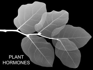 PLANT
HORMONES
 