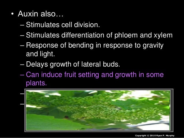 coordination and response in plants 16w3gmz Plant responses tropism is a biological phenomenon, indicating growth or turning movement of a biological organism, usually a plant, in response. coordination and response in plants 16w3gmz Plant responses tropism is a biological phenomenon, indicating growth or turning movement of a biological organism, usually a plant, in response.