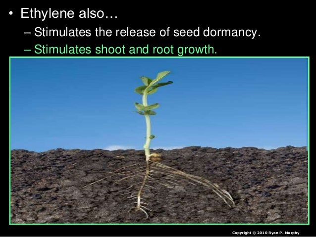 coordination and response in plants 16w3gmz Plant responses tropism is a biological phenomenon, indicating growth or turning movement of a biological organism, usually a plant, in response. coordination and response in plants 16w3gmz Plant responses tropism is a biological phenomenon, indicating growth or turning movement of a biological organism, usually a plant, in response.