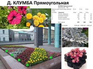 Д. КЛУМБА ПрямоугольнаяКЛУМБА Прямоугольная
диагональная 8м2
Варианты расстояний между цветами 15 см 17 см 19 см
Номер
на схеме Название Штук Штук Штук
1 Петуния гибридная 28 24 24
2 Цинерария морская 105 60 60
3 Бегония изящная 147 126 98
4 Тагетес прямостоячий 98 78 60
Всего цветов: 378 288 242
Стоимость клумбы: 32240 руб 25900 руб 22680 руб
 