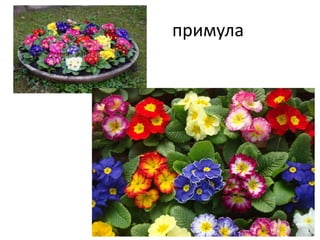 примула
 
