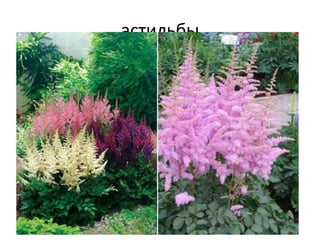 астильбы
 