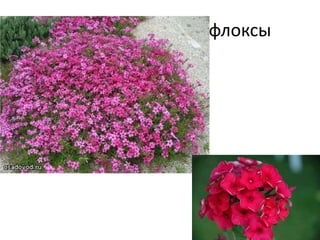 флоксы
 