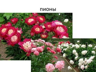 пионы
 
