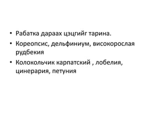 • Рабатка дараах цэцгийг тарина.
• Кореопсис, дельфиниум, високорослая
рудбекия
• Колокольчик карпатский , лобелия,
цинерария, петуния
 