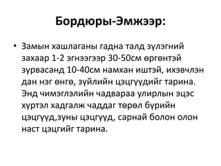 Бордюры-Эмжээр:
• Замын хашлаганы гадна талд зүлэгний
захаар 1-2 эгнээгээр 30-50см өргөнтэй
зурвасанд 10-40см намхан иштэй, ихэвчлэн
дан нэг өнгө, зүйлийн цэцгүүдийг тарина.
Энд чимэглэлийн чадвараа улирлын эцэс
хүртэл хадгалж чаддаг төрөл бүрийн
цэцгүүд,зуны цэцгүүд, сарнай болон олон
наст цэцгийг тарина.
 