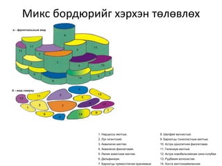 Микс бордюрийг хэрхэн төлөвлөх
вэ?
1. Нарциссы желтые.
2. Лук гигантский.
3. Аквилегия желтая.
4. Аквилегия фиолетовая.
5. Лилия азиатская желтая.
6. Дельфиниум.
7. Бархатцы прямостоячие оранжевые
8. Шалфей мучнистый.
9. Бархатцы тонколистные желтые.
10. Астра однолетняя фиолетовая.
11. Гелениум желтый.
12. Астра новобельгийская сине-голубая.
13. Рудбекия волосистая.
14. Хоста желтоокаймленная.
 