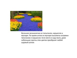 Весеннее великолепие из тюльпанов, нарциссов и
мускари. По краям аллеи из мускари высажены островки
тюльпанов и нарциссов. Если места в саду мало, даже
небольшие группы этих цветов преобразят любой
садовый уголок
 