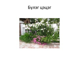 Бүлэг цэцэг
 