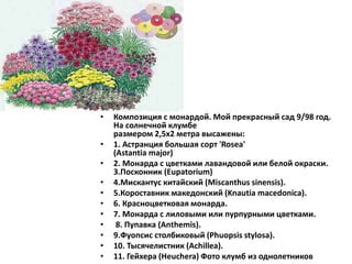 • Композиция с монардой. Мой прекрасный сад 9/98 год.
На солнечной клумбе
размером 2,5х2 метра высажены:
• 1. Астранция большая сорт 'Rosea'
(Astantia major)
• 2. Монарда с цветками лавандовой или белой окраски.
3.Посконник (Eupatorium)
• 4.Мискантус китайский (Miscanthus sinensis).
• 5.Короставник македонский (Knautia macedonica).
• 6. Красноцветковая монарда.
• 7. Монарда с лиловыми или пурпурными цветками.
• 8. Пупавка (Anthemis).
• 9.Фуопсис столбиковый (Phuopsis stylosa).
• 10. Тысячелистник (Achillea).
• 11. Гейхера (Heuchera) Фото клумб из однолетников
 