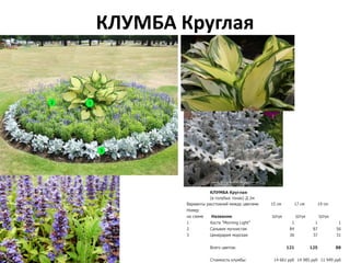 КЛУМБА Круглая
КЛУМБА Круглая
(в голубых тонах) Д 2м
Варианты расстояний между цветами 15 см 17 см 19 см
Номер
на схеме Название Штук Штук Штук
1 Хоста "Morning Light" 1 1 1
2 Сальвия мучнистая 84 87 56
3 Цинерария морская 36 37 31
Всего цветов: 121 125 88
Стоимость клумбы: 14 661 руб 14 985 руб 11 949 руб
 