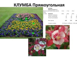 КЛУМБА ПрямоугольнаяКЛУМБА
Прямоугольная 4м2
Варианты расстояний между цветами 15 см 17 см 19 см
Номер
на схеме Название Штук Штук Штук
1 Аквилегия гибридная 3 3 3
2 Тагетес отклоненный 95 64 49
3 Петуния мультифлора 94 80 72
Всего цветов: 192 147 124
Стоимость клумбы: 19 343 руб 16 059 руб 14 367 руб
 