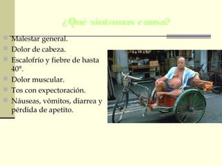 ¿Qué síntomas causa?
 Malestar general.
 Dolor de cabeza.
 Escalofrío y fiebre de hasta
40°.
 Dolor muscular.
 Tos con expectoración.
 Náuseas, vómitos, diarrea y
pérdida de apetito.
 